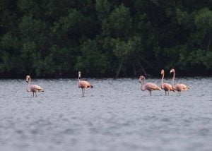 birds caroni swamp