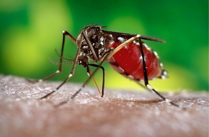 zika virus hits caribbean