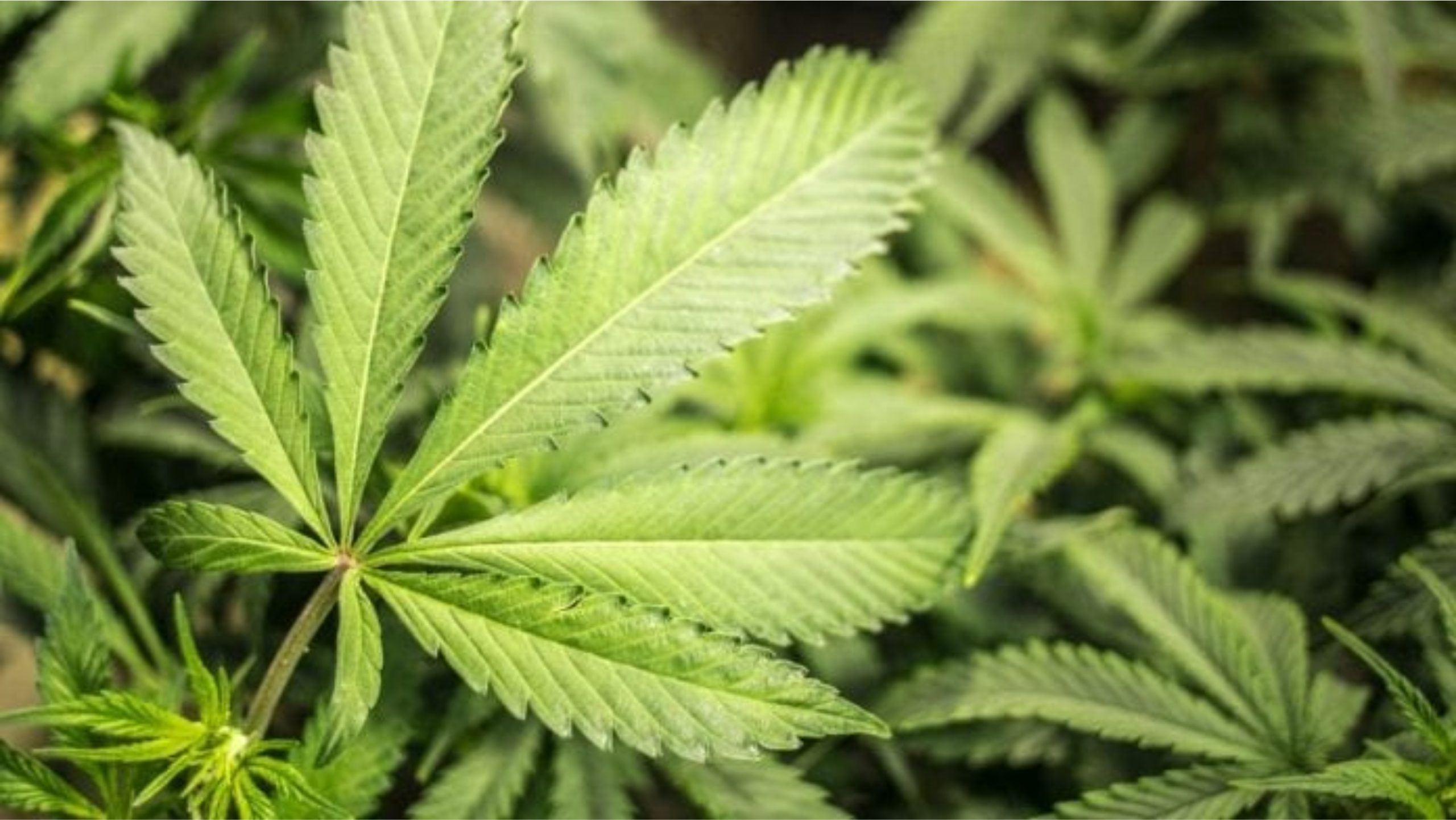 marijuana