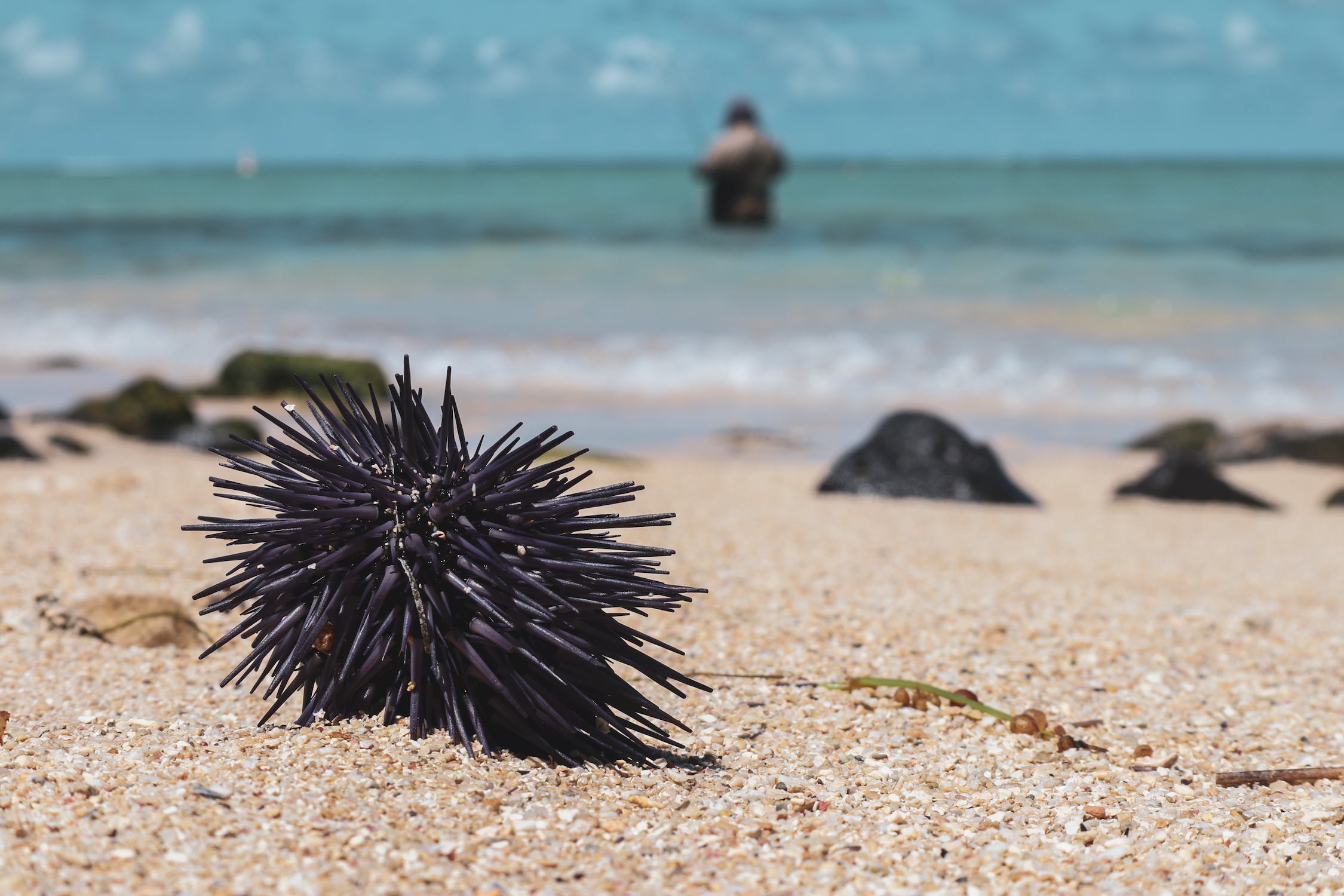 sea urchin